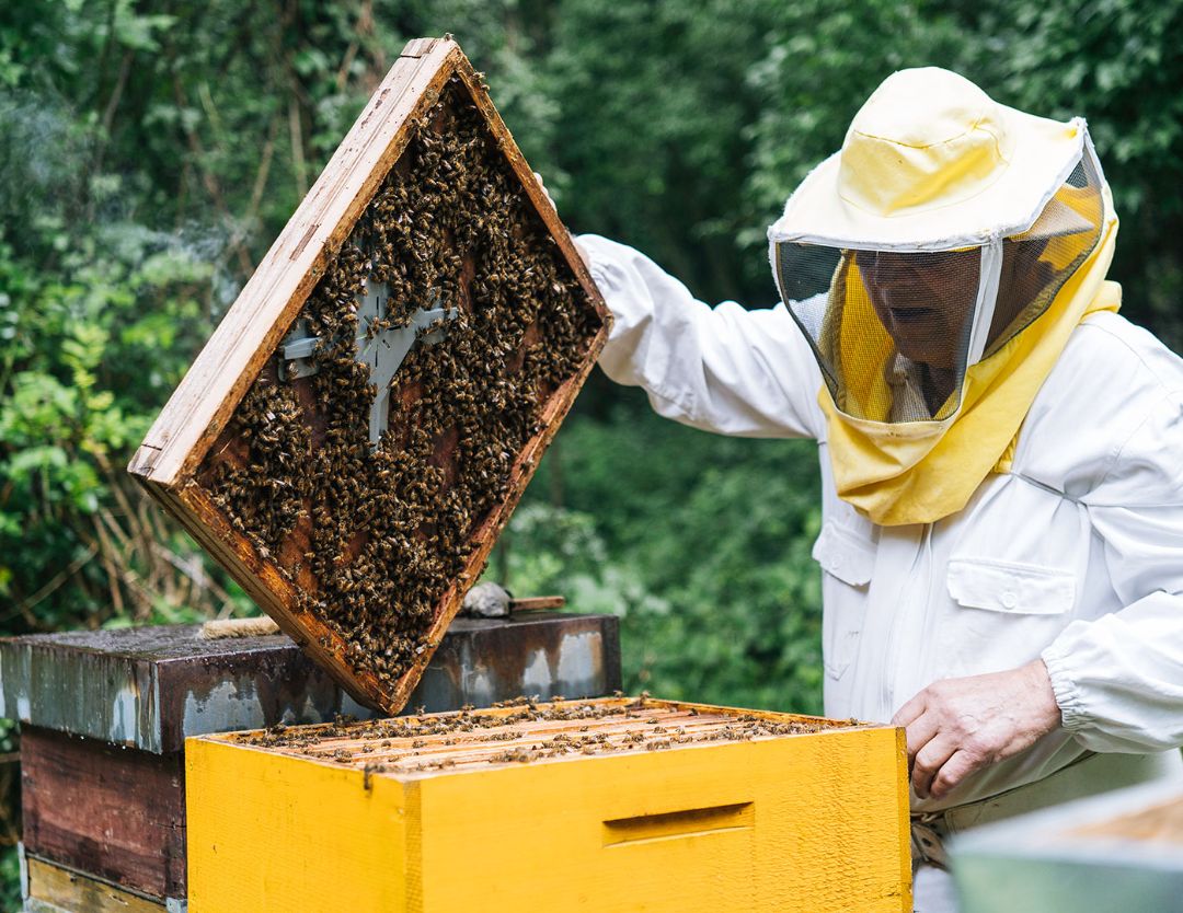 Stabio, Mendrisiotto
