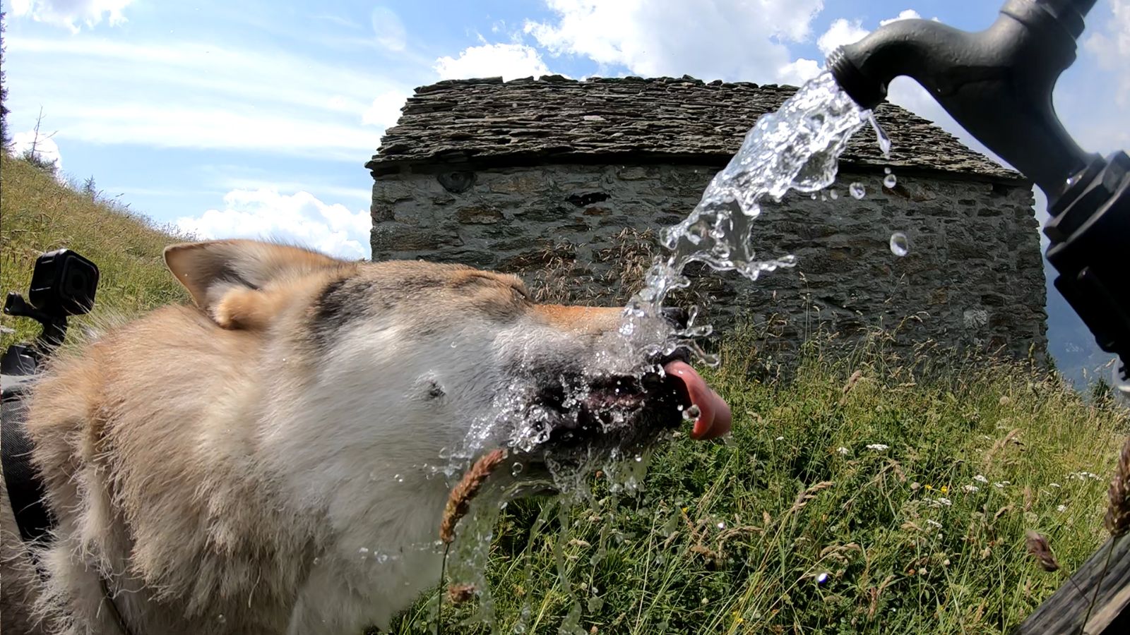 La promenade t'a donné soif