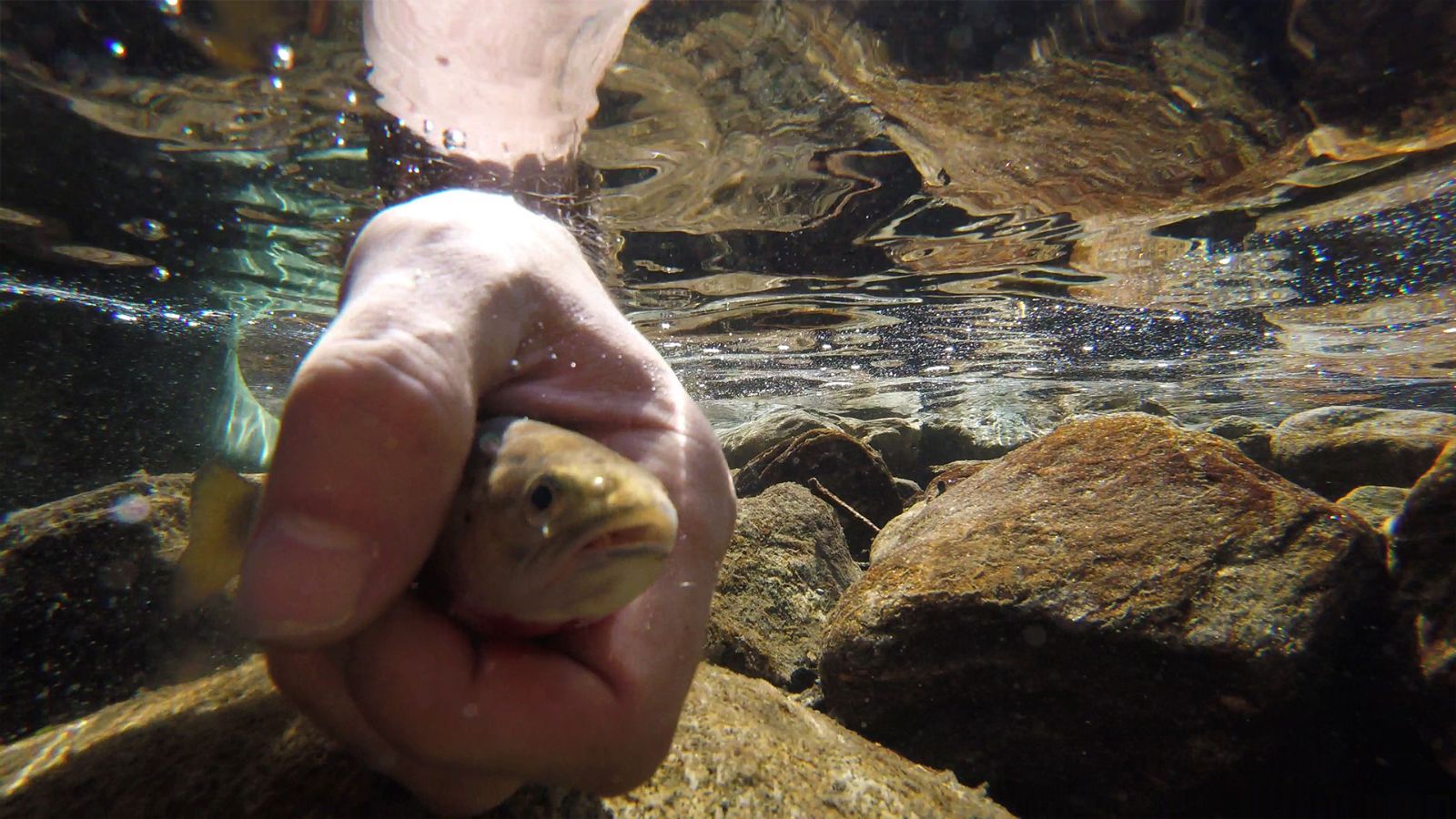 Sous le fil de l'eau, il y a un monde