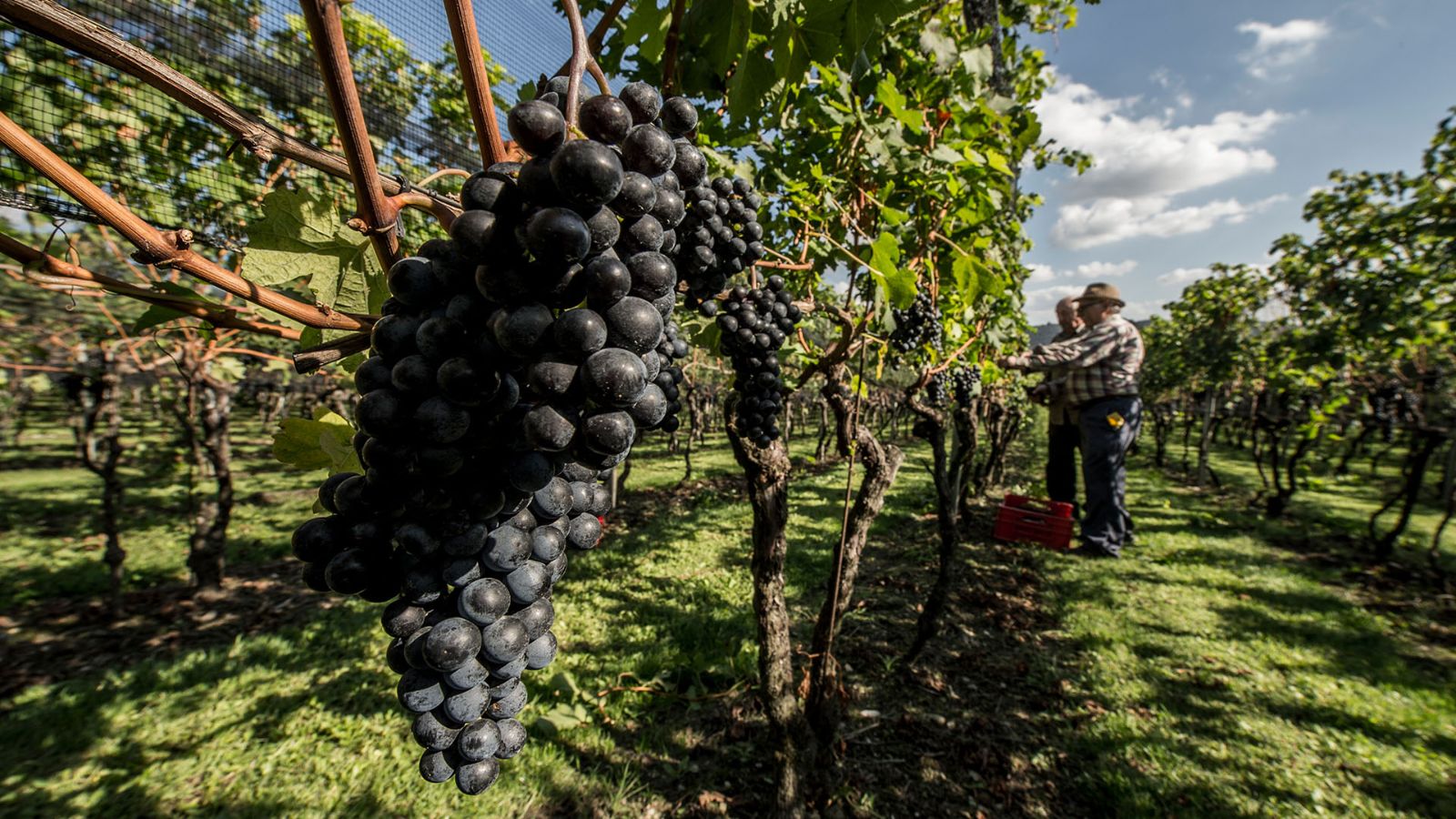 Coldrerio, traditionelle Traubenlese per Hand 