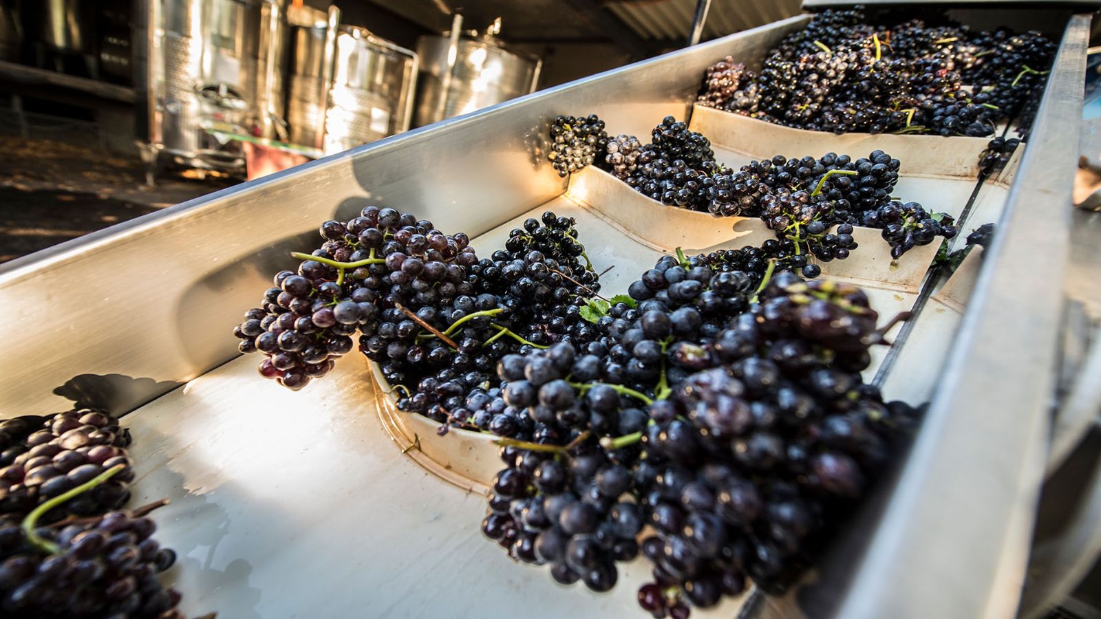 Trauben auf dem Weg zur Weinverarbeitung
