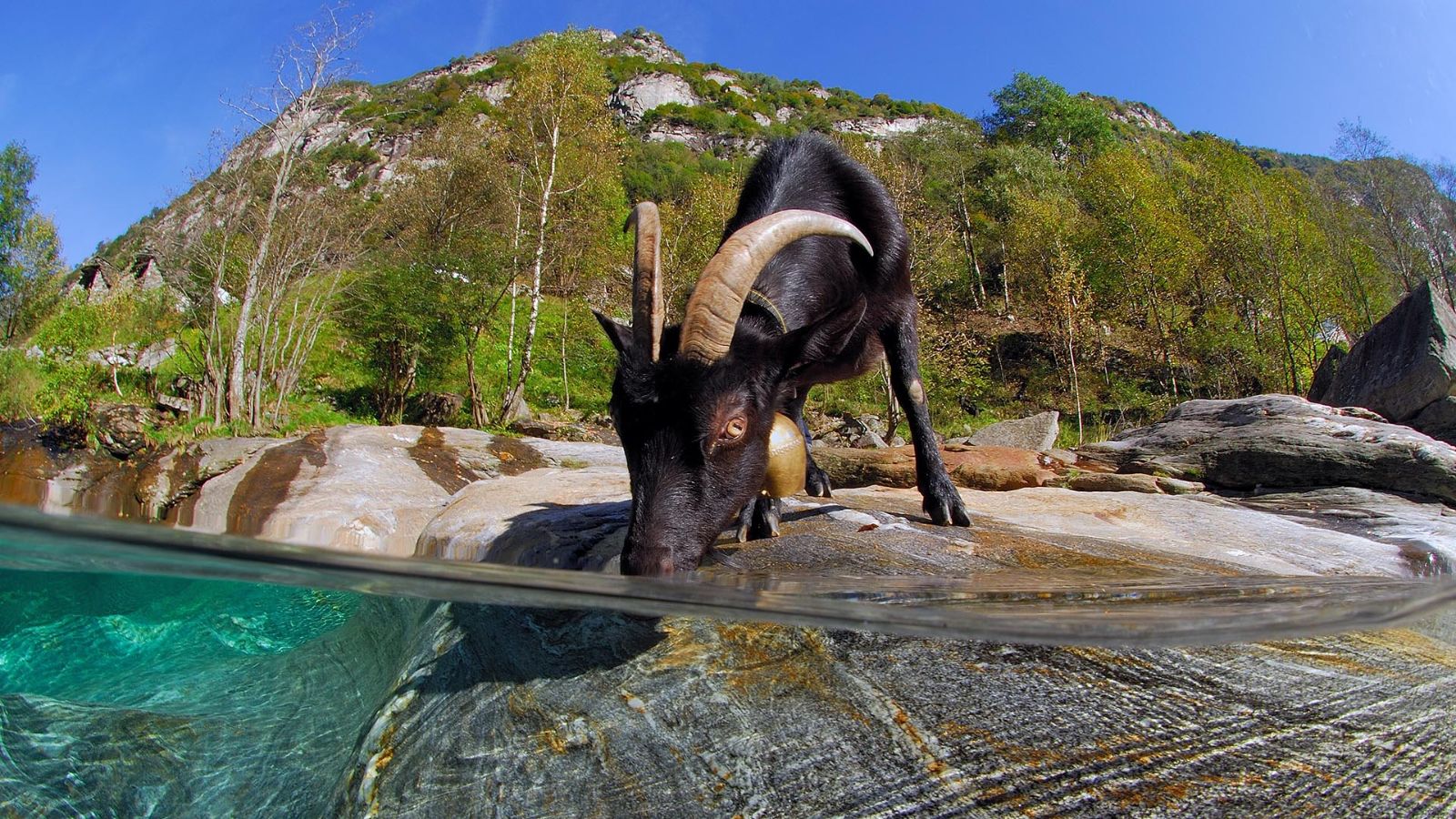 Rivière Verzasca, chèvre Nera Verzasca