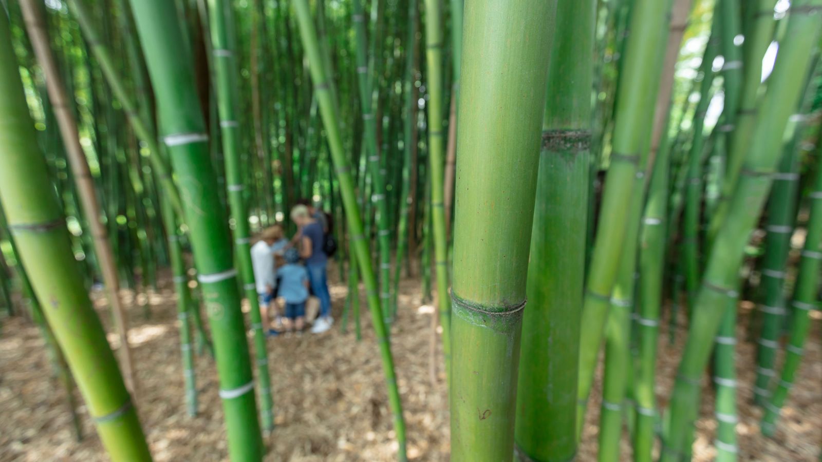 Zwischen den Bambusrohren herumgeistern