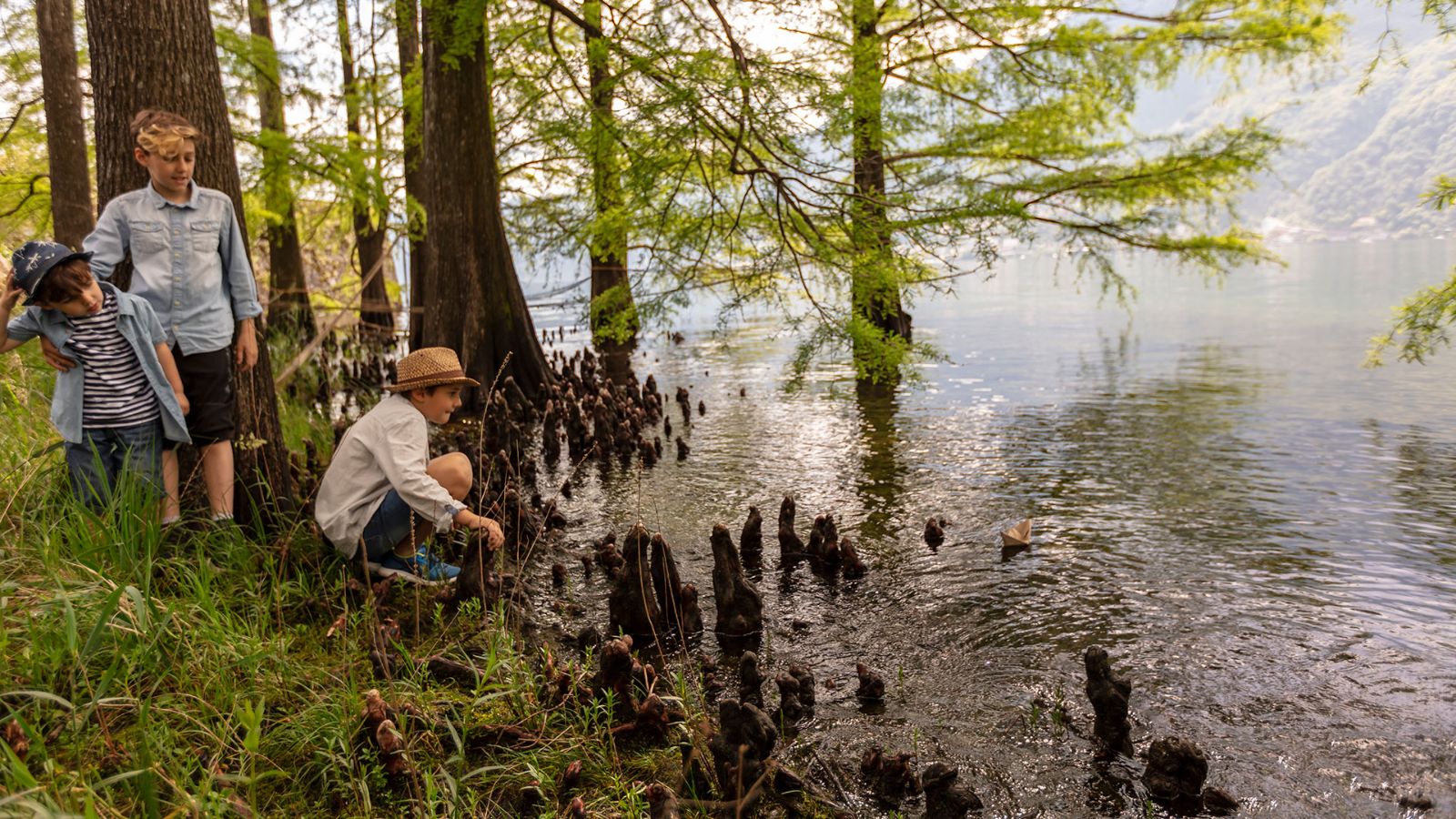 Die kahle Zypresse mit ihren seltsamen Wurzeln im Wasser