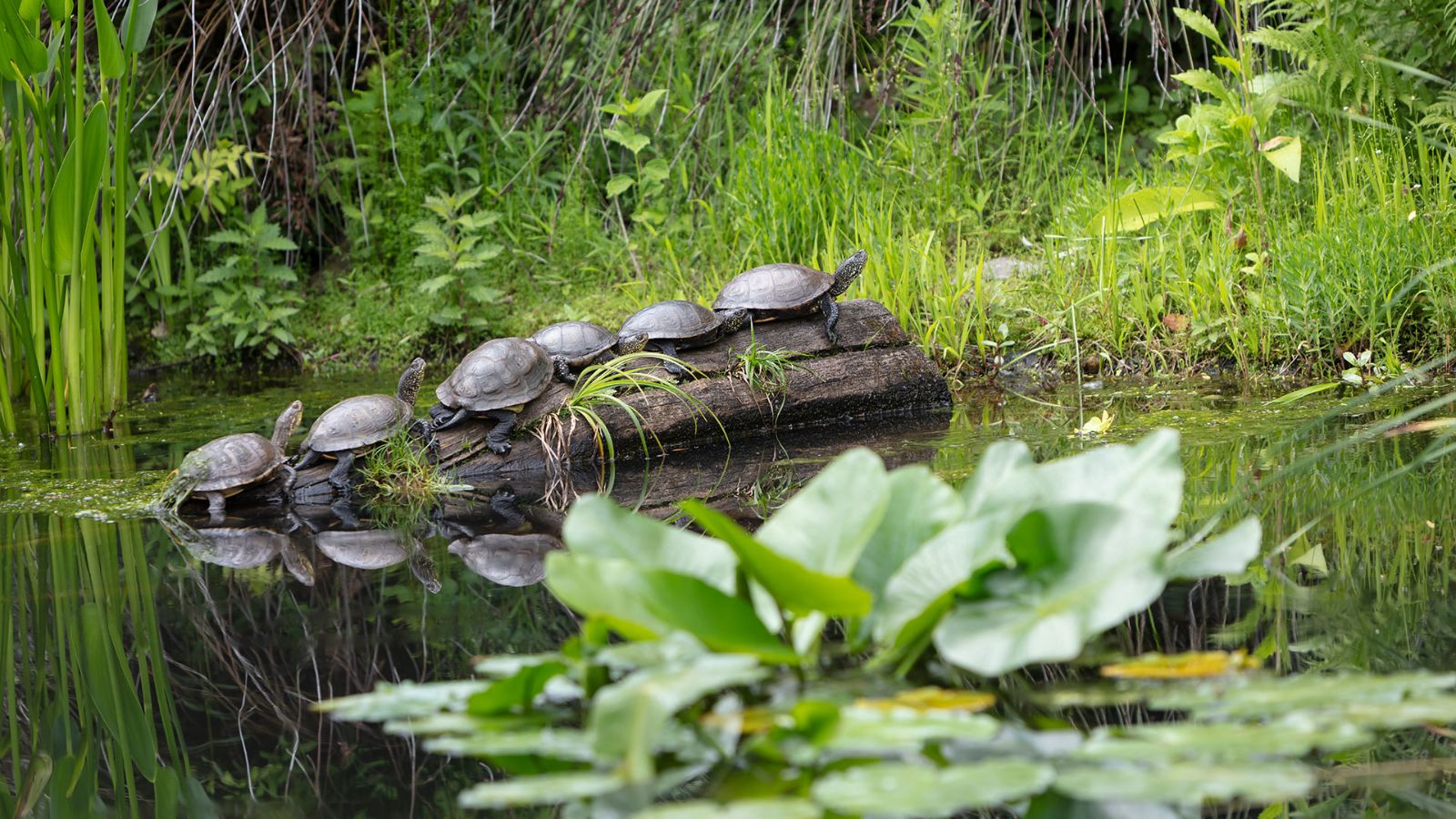 Einige Wunder der Brissago-Inseln