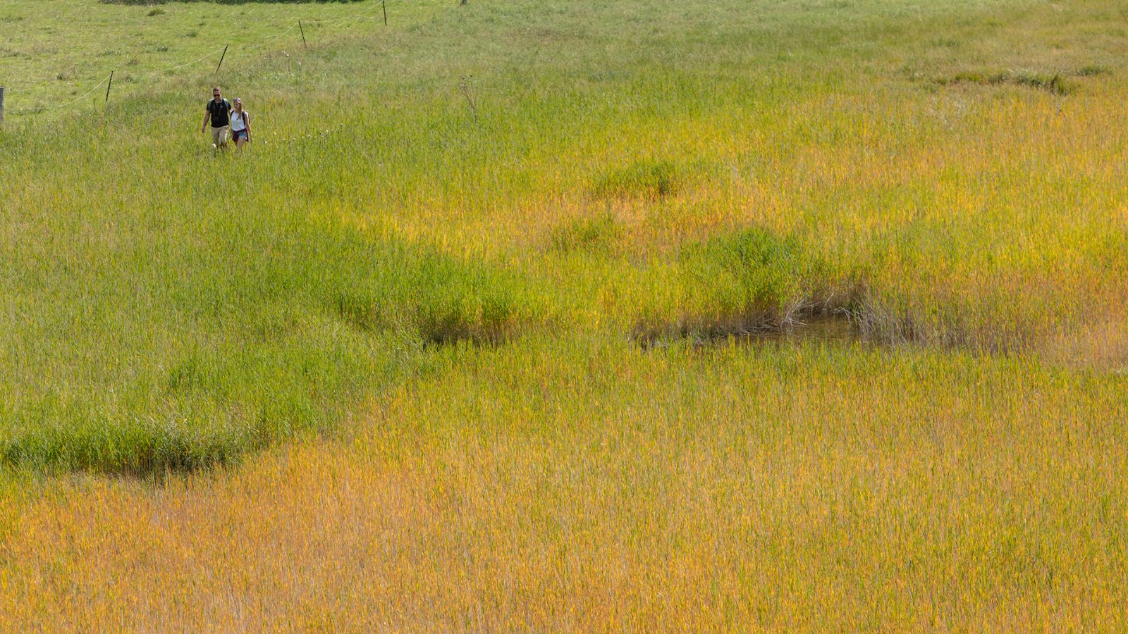 Wandern durch Lukmaniers Alpenwiesen