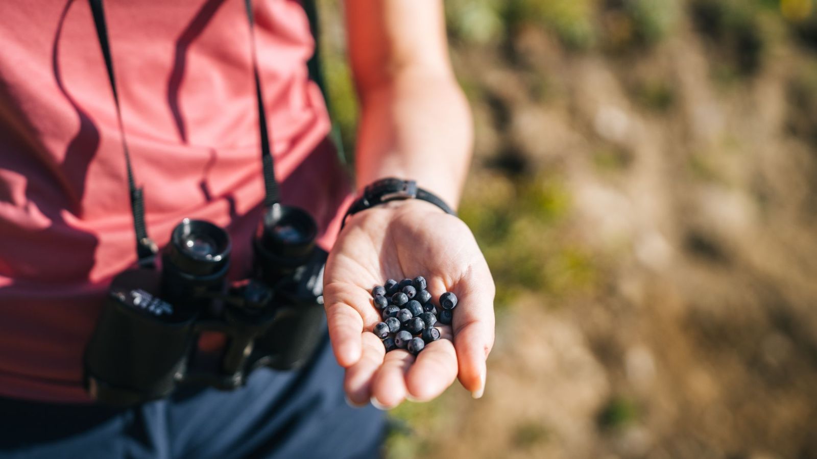 Saveurs alpines : cueillette de myrtilles dans la vallée de Bedretto