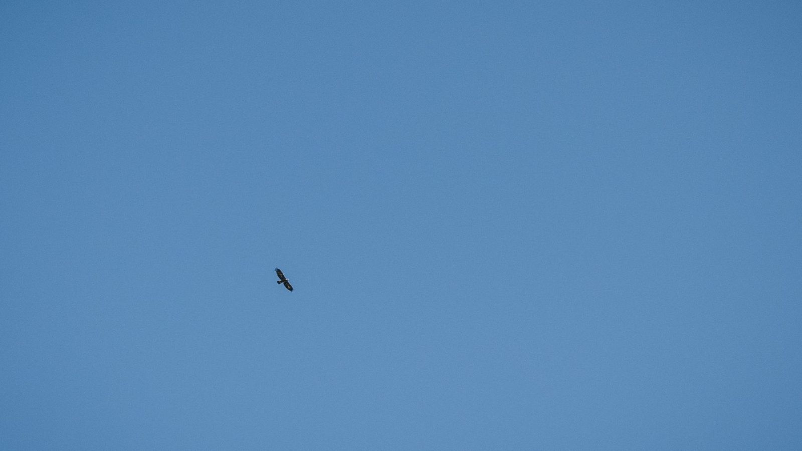 Gypaète barbu en vallée de Bedretto – un rapace rare des Alpes