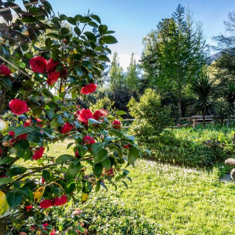 Parco delle Camelie, Locarno