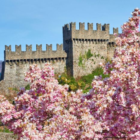 Magnolia Bellinzona
