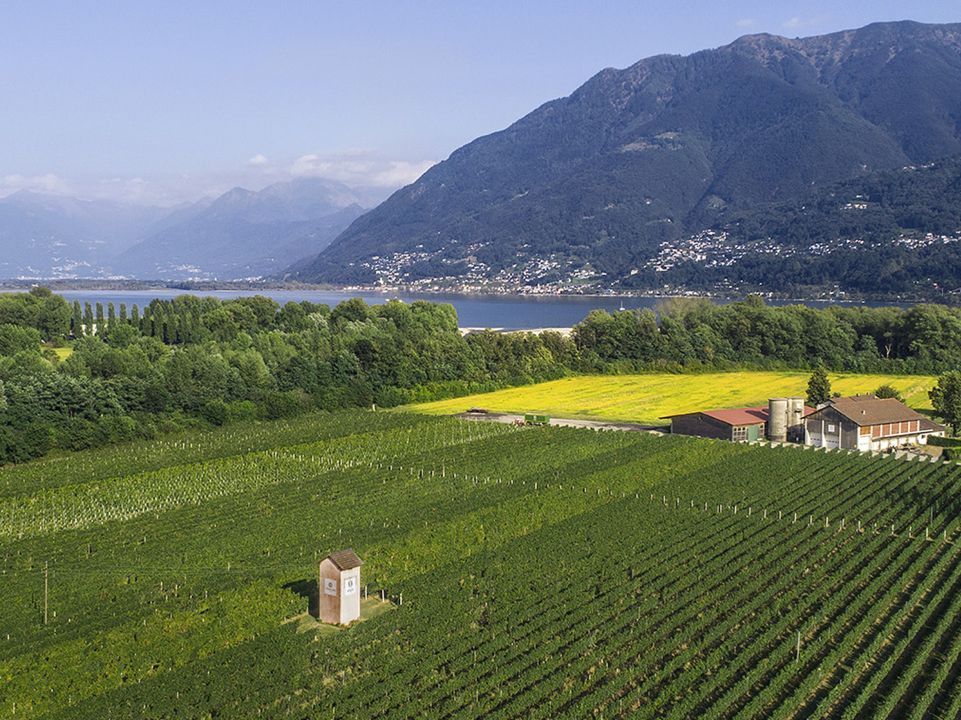 Terreni della Maggia