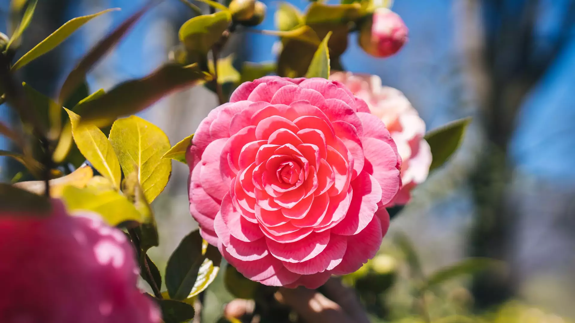 Parco delle Camelie, Locarno