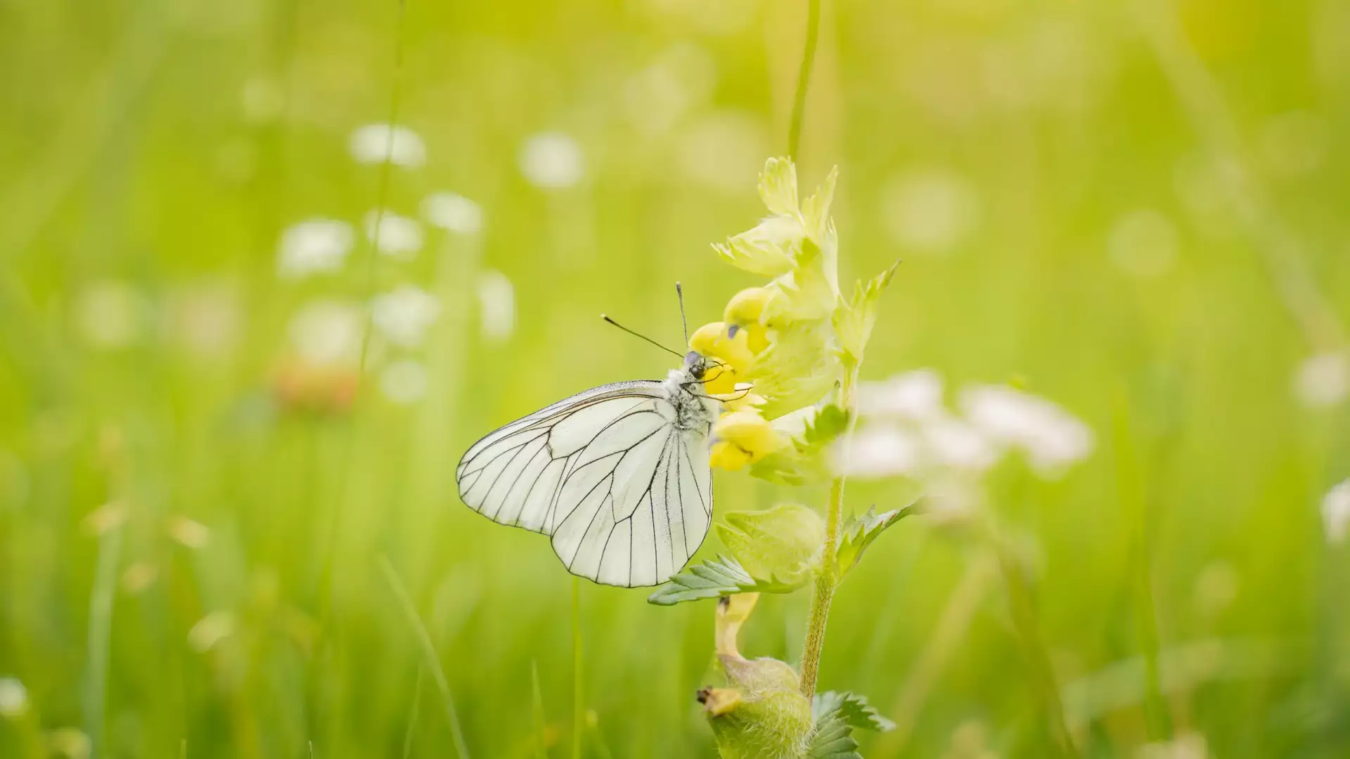 Scuola Alpina, Olivone