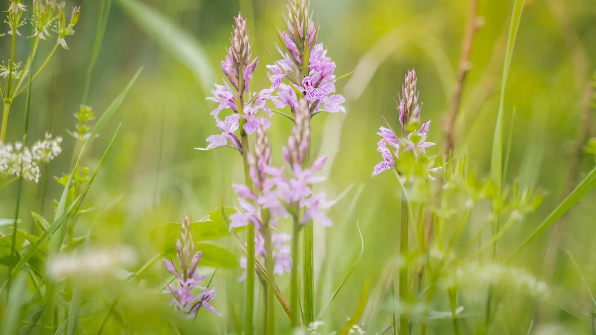 Scuola Alpina, Olivone